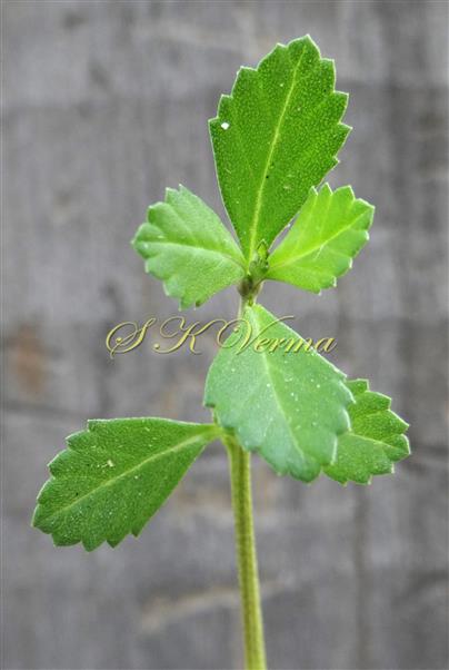  Leafy shoot